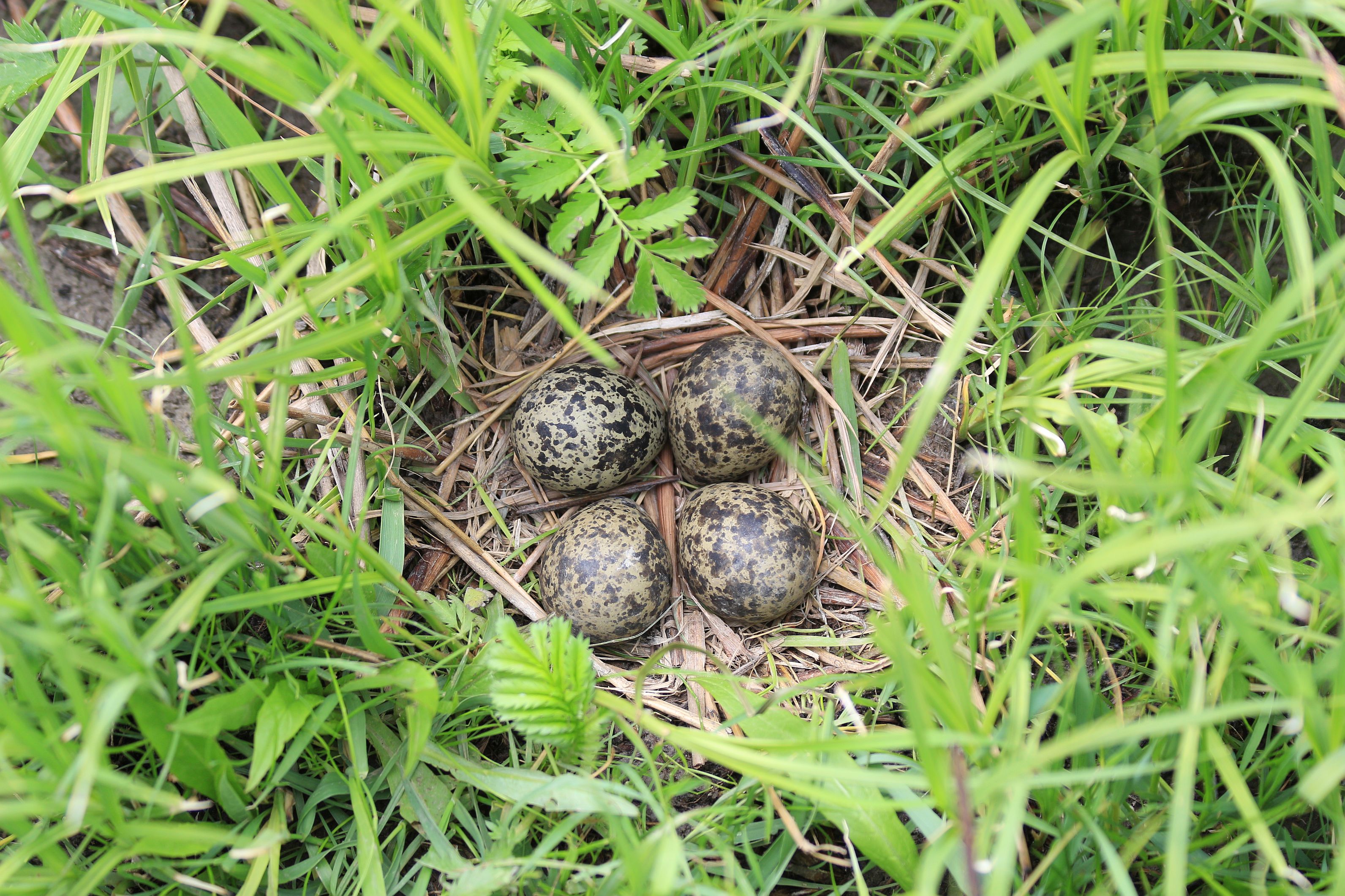 ЧИБИС (Vanellus vanellus)